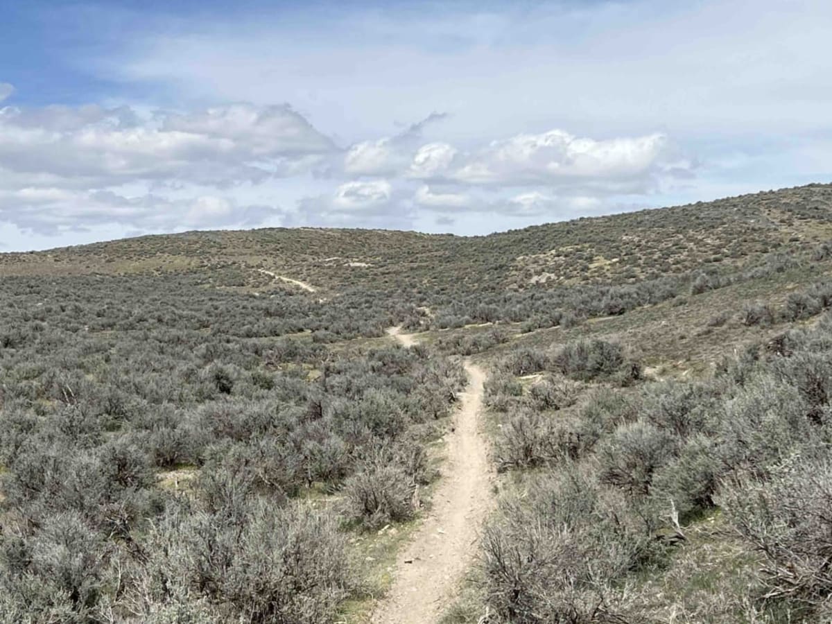 Cat West trail photo