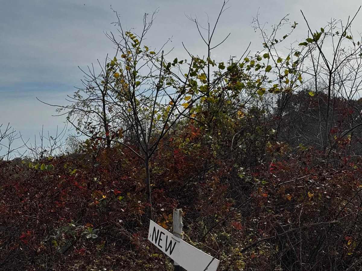 Obstacle E trail photo