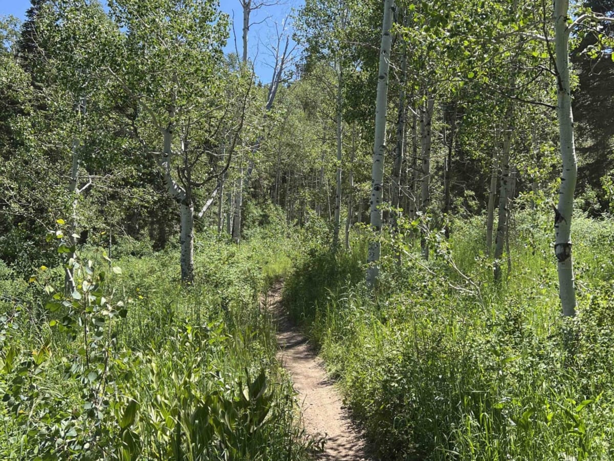 Tibble Fork (2041) photo 4