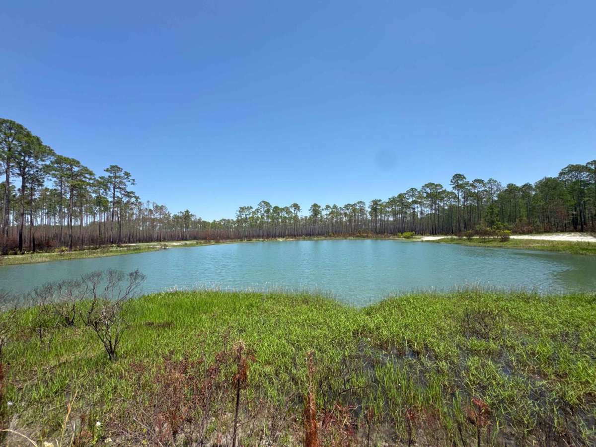 Cline - Osceola NF 286 photo 2