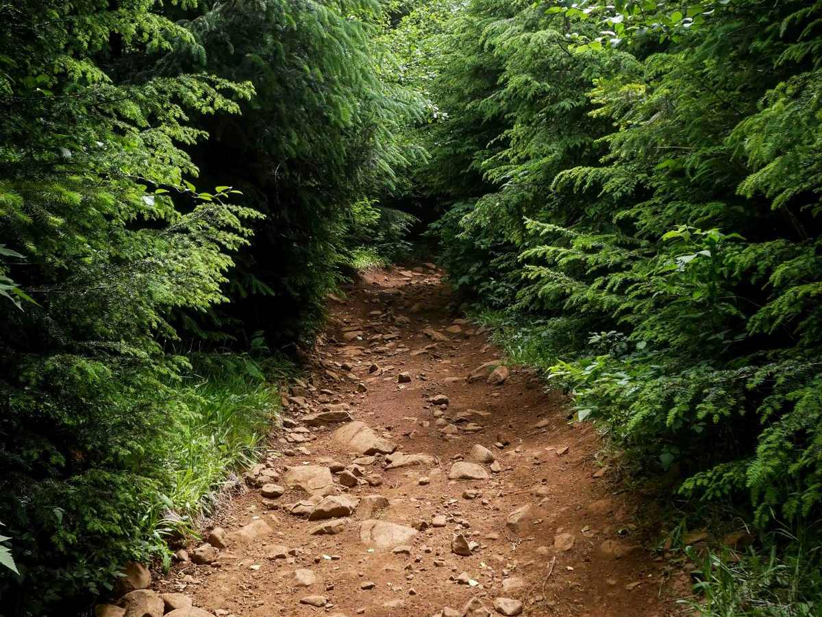 Trunkline trail photo