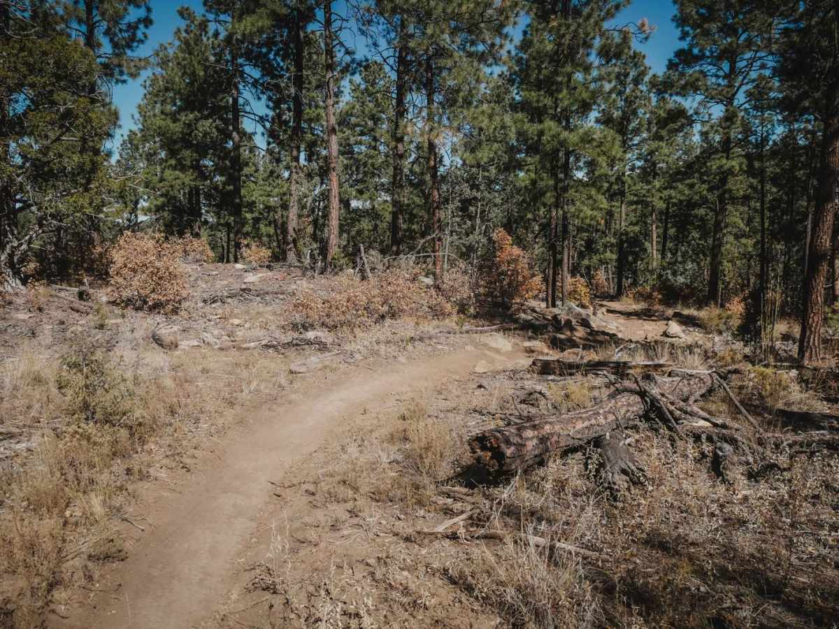 Pine Loop photo 5