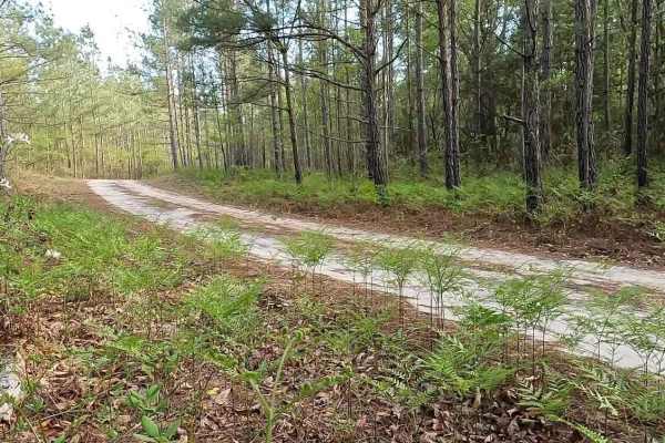 Chowan Gamelands - Deer Spotter