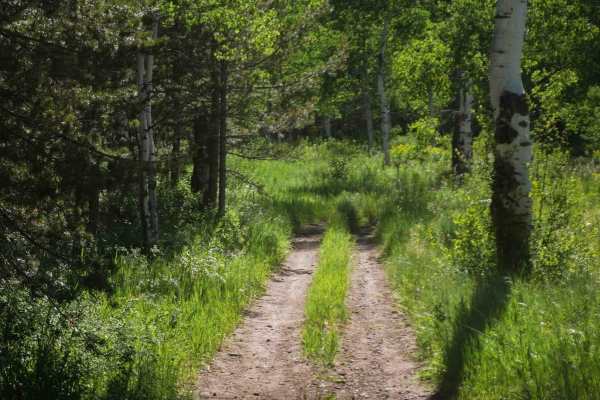 Pritchert Springs West #5213 