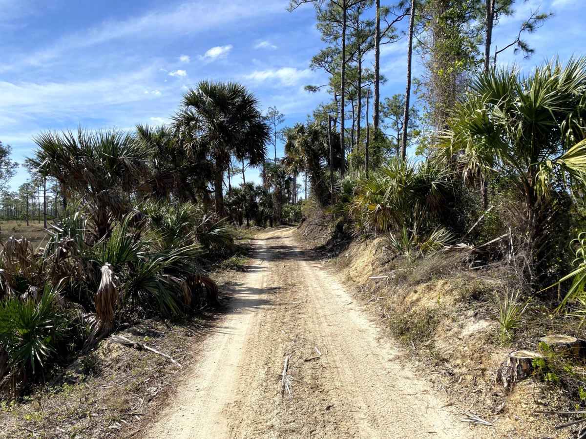 Road 1 - Babcock-Webb WMA trail photo