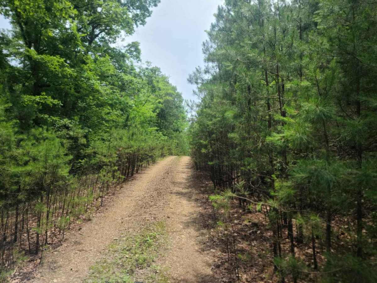 Carely Mountain Road - D66 trail photo