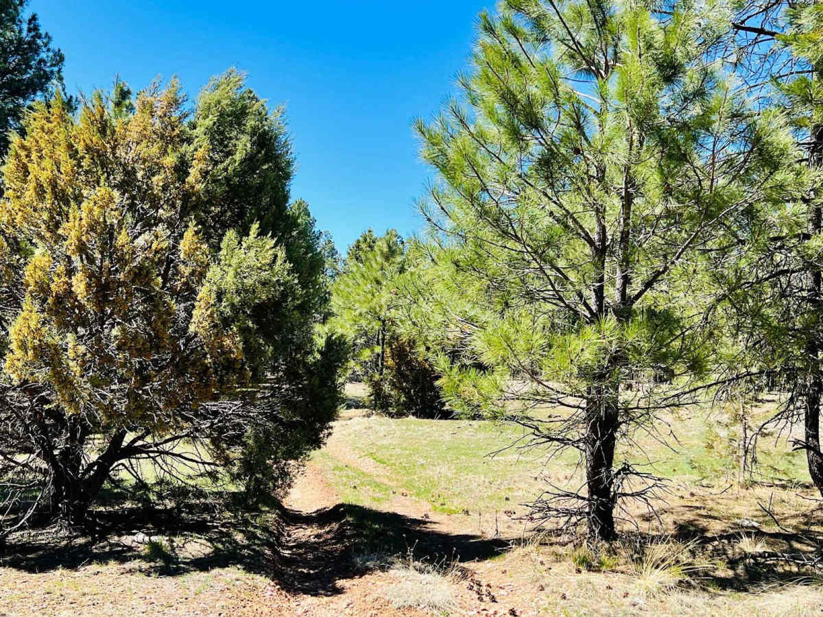 FR-6363 No View trail photo