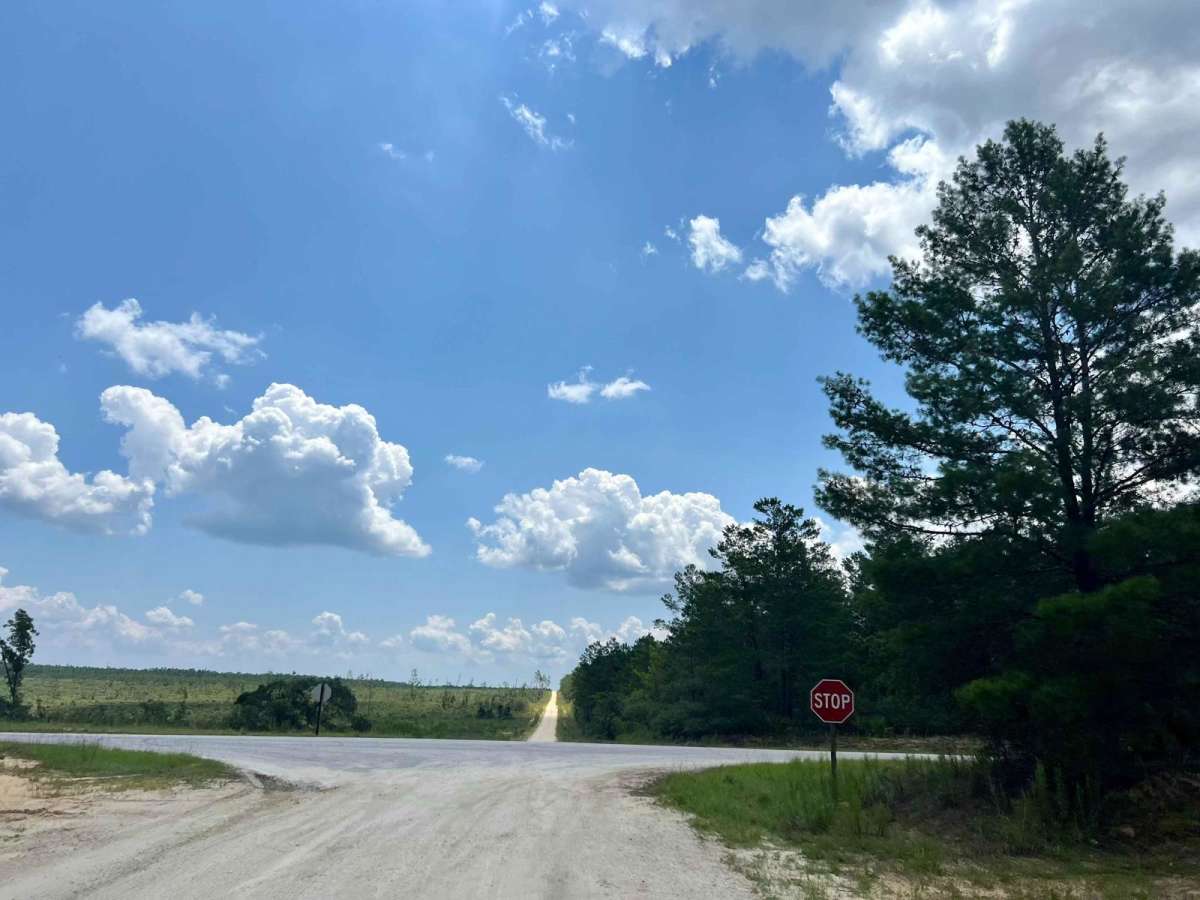 Ocala National Forest | Trail 38 photo 5
