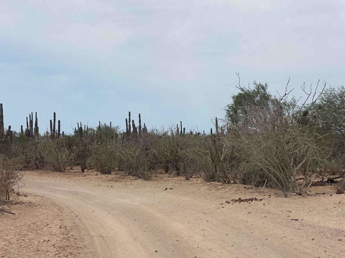 Campo de Camaron photo 5