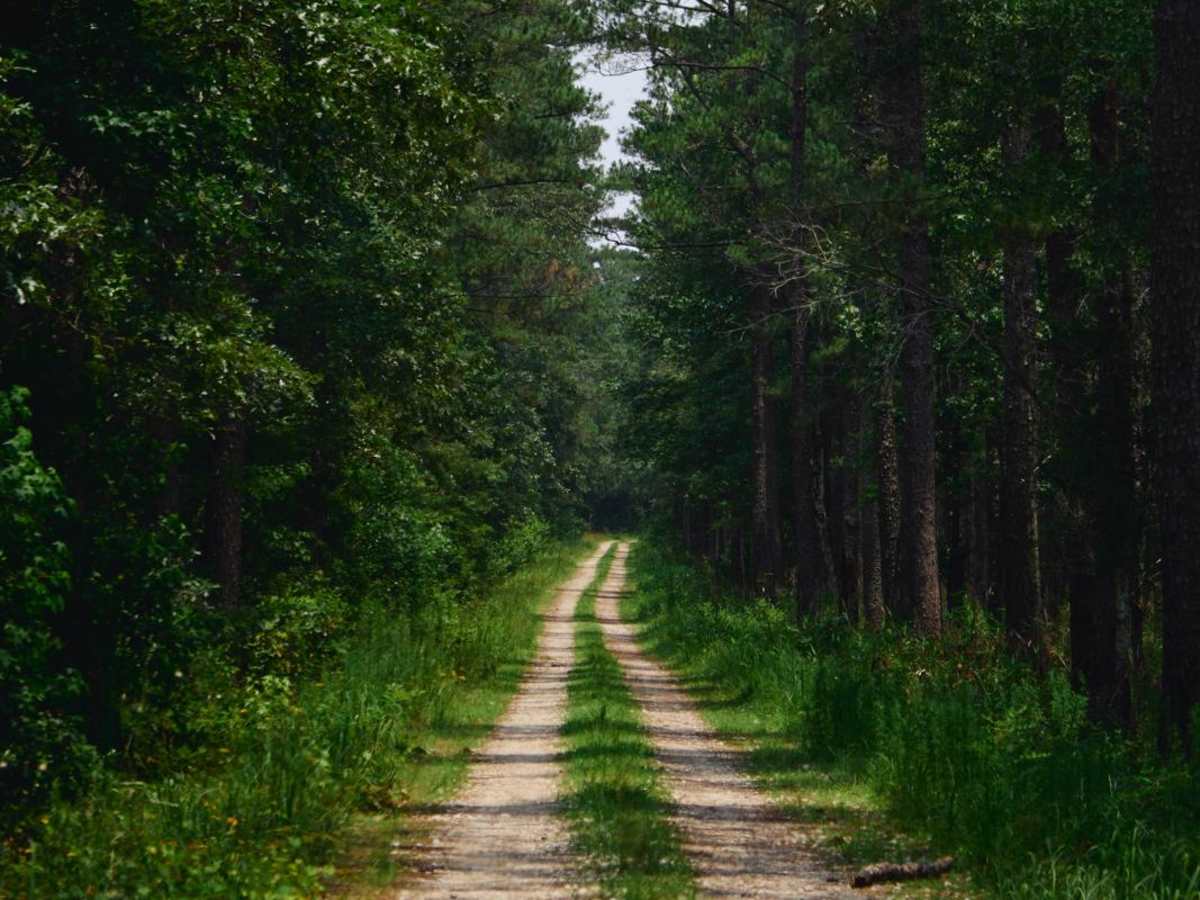 Jackie Lake Road - FSR 155 photo 4
