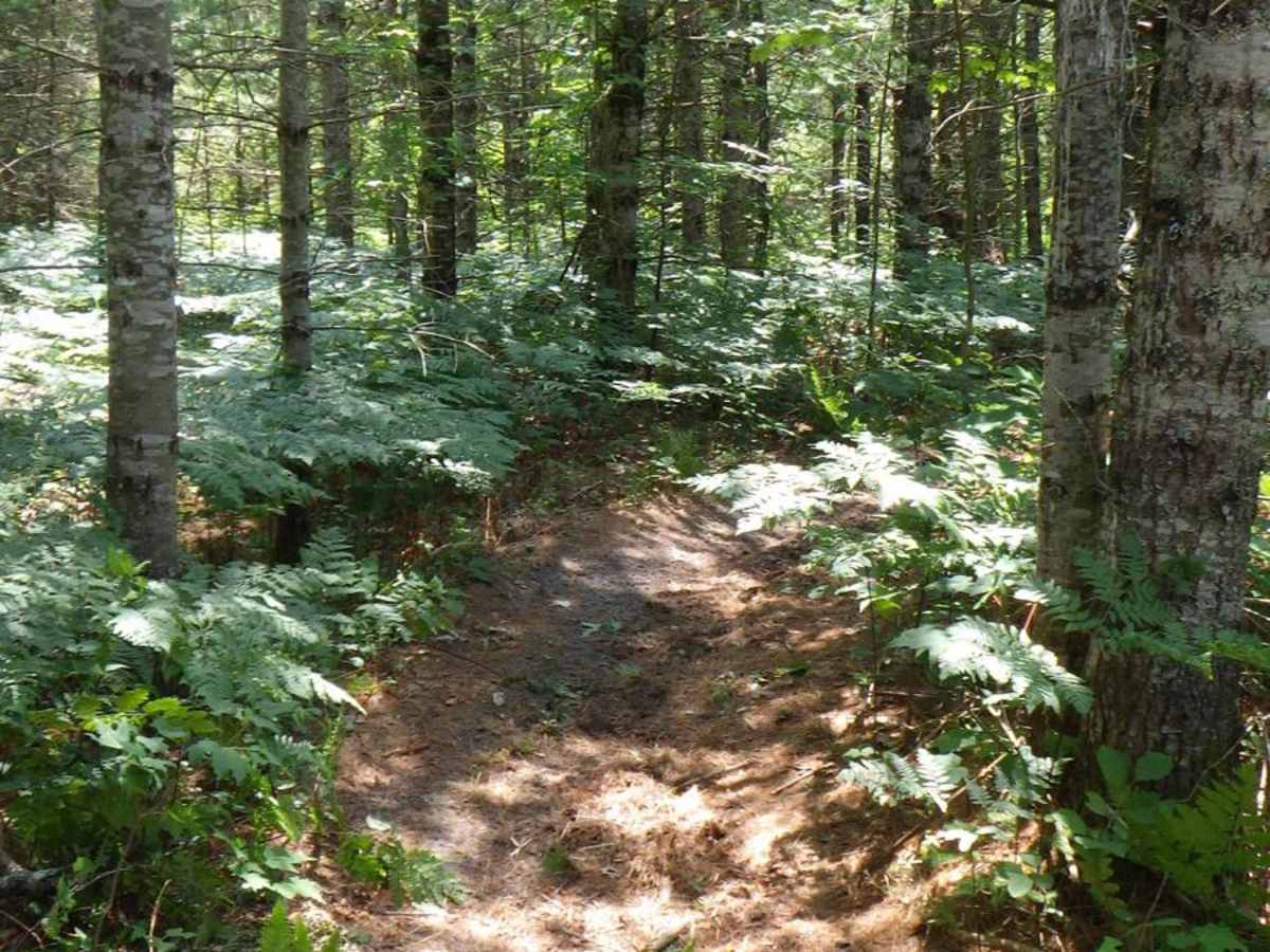 Bay City Lake ATV ORV Trail photo 3
