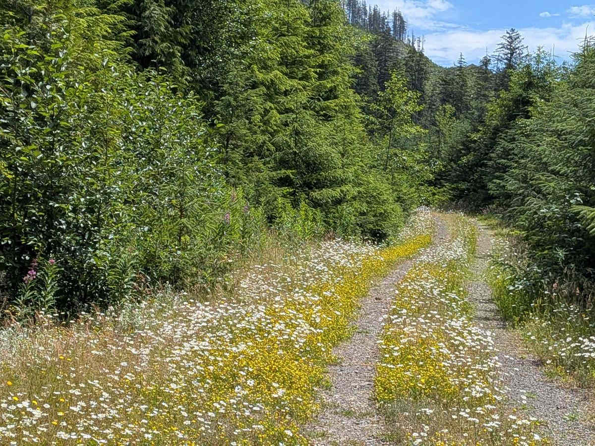 Hecht Bear Ridge Lookout Trail photo 2