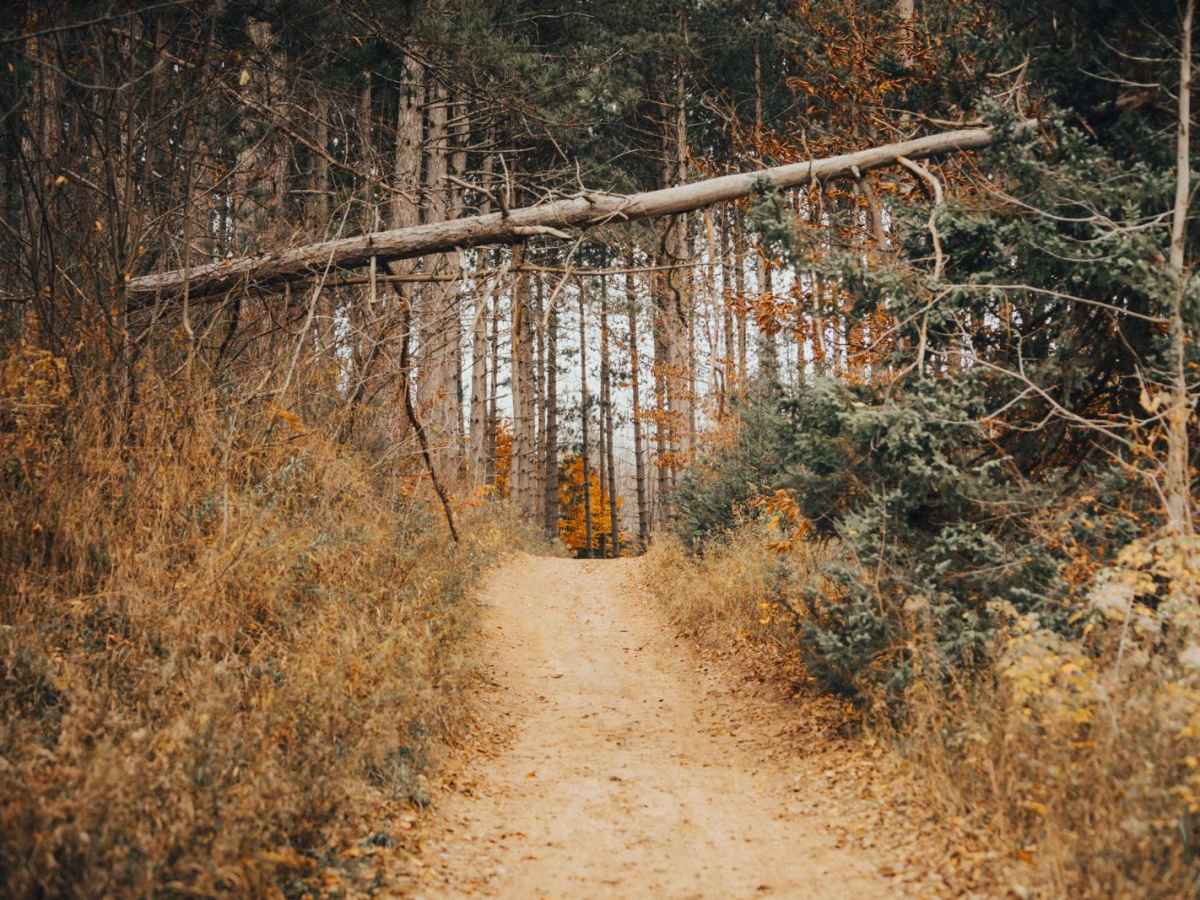 Cedar River Run photo 5