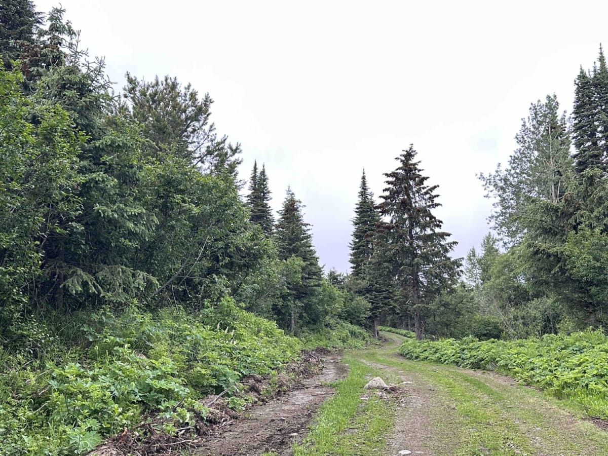 Boulder Mountain Access Road photo 2