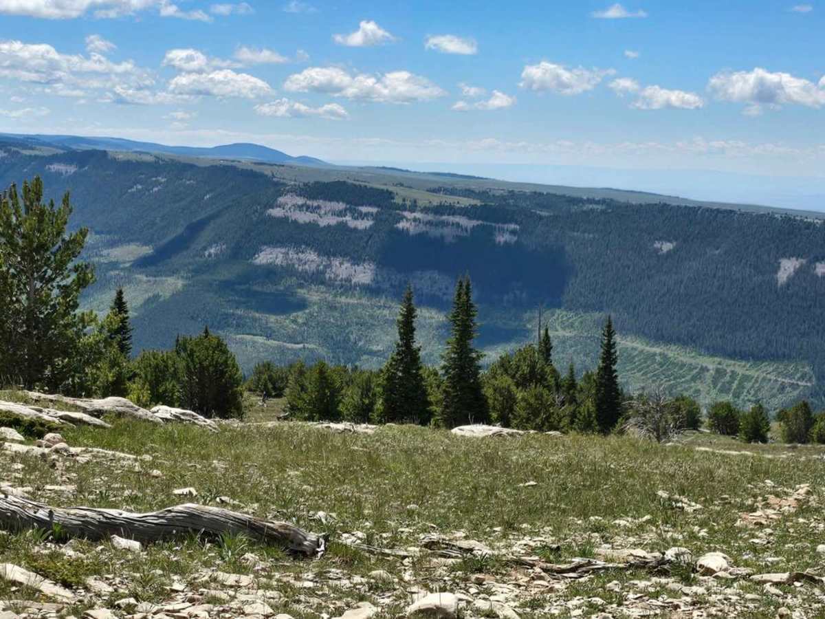 Grouse Creek Overlook Spur trail photo