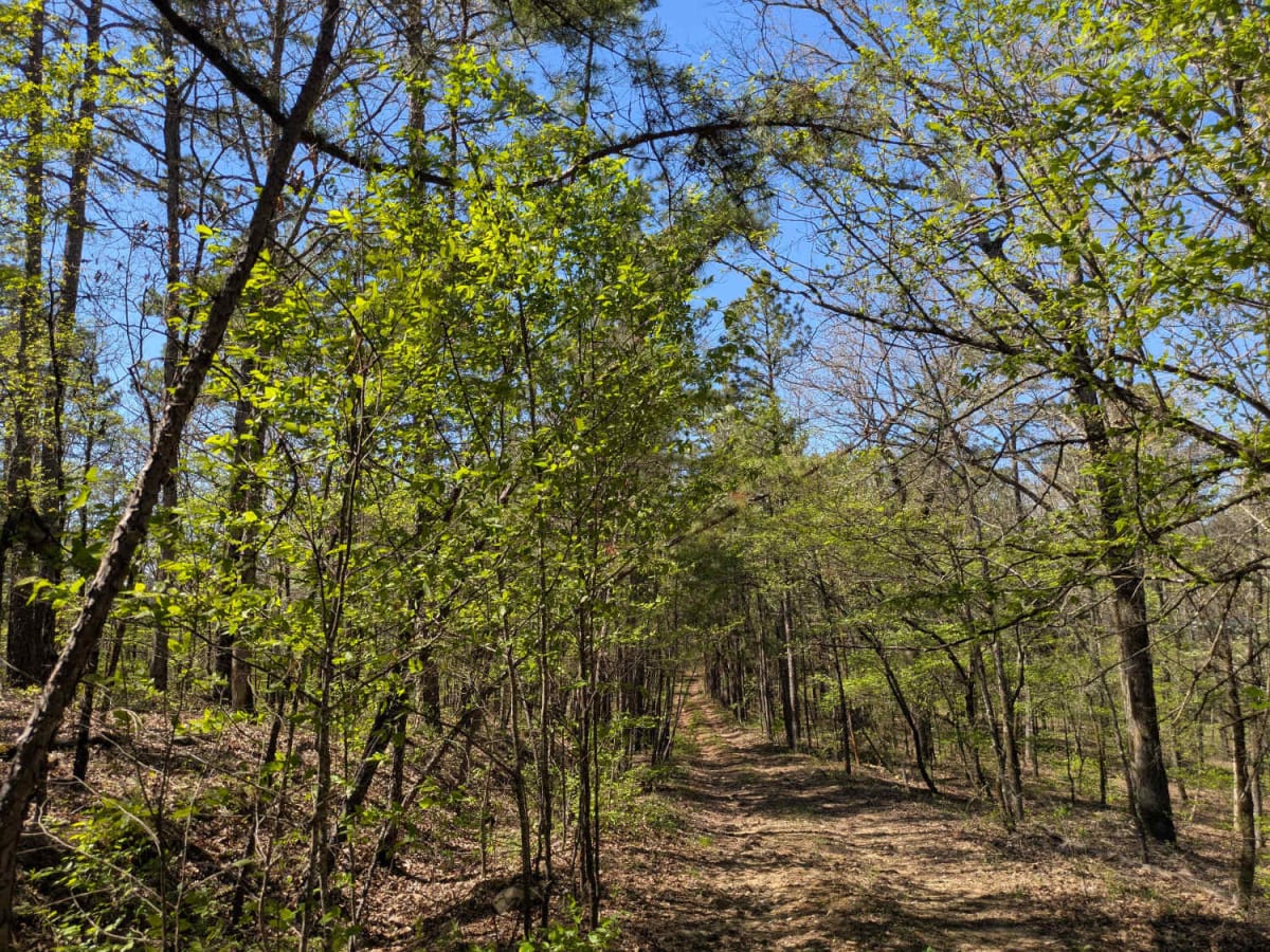53300 photo 6