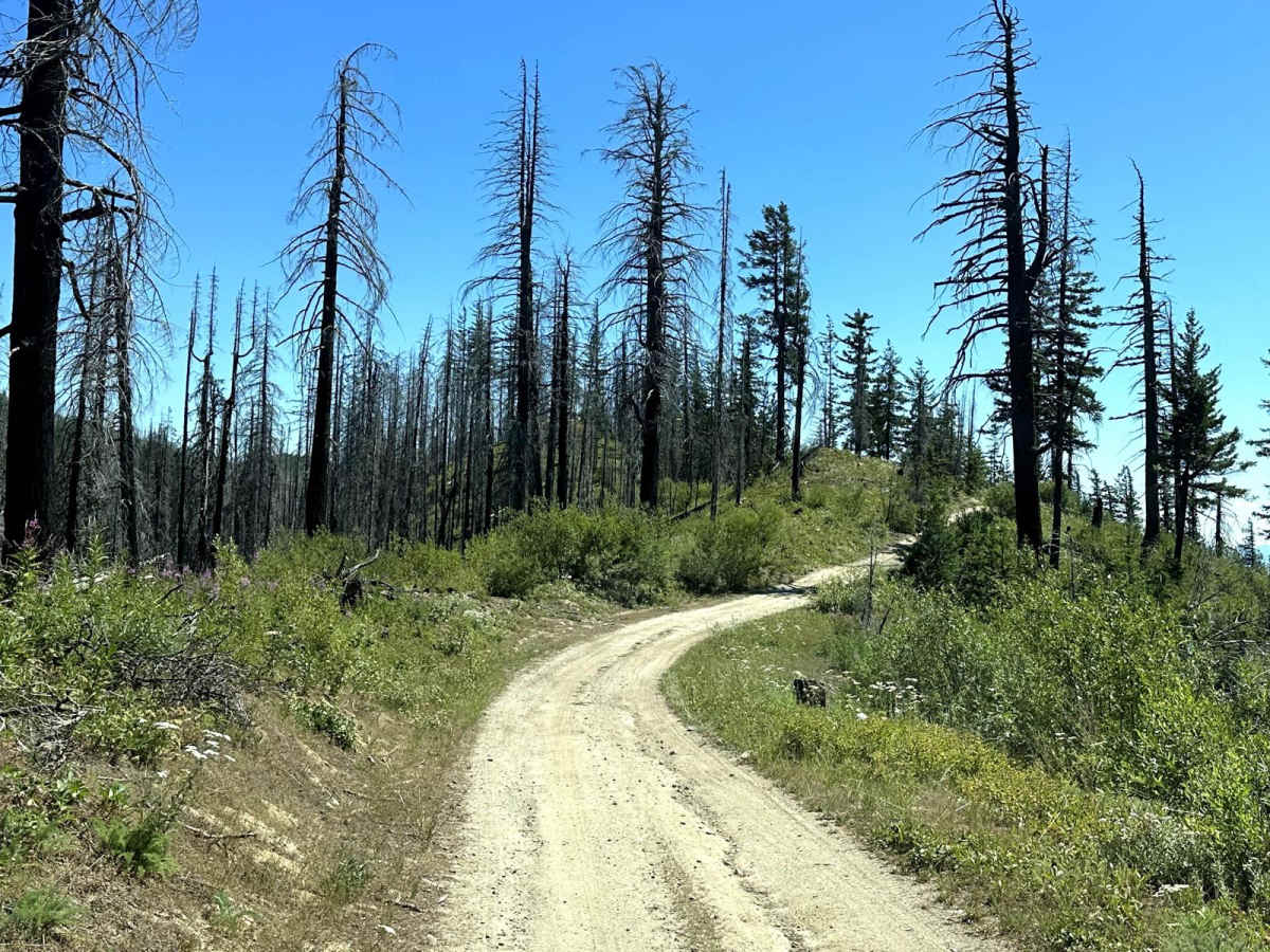 Entiat Ridge Trail photo 5