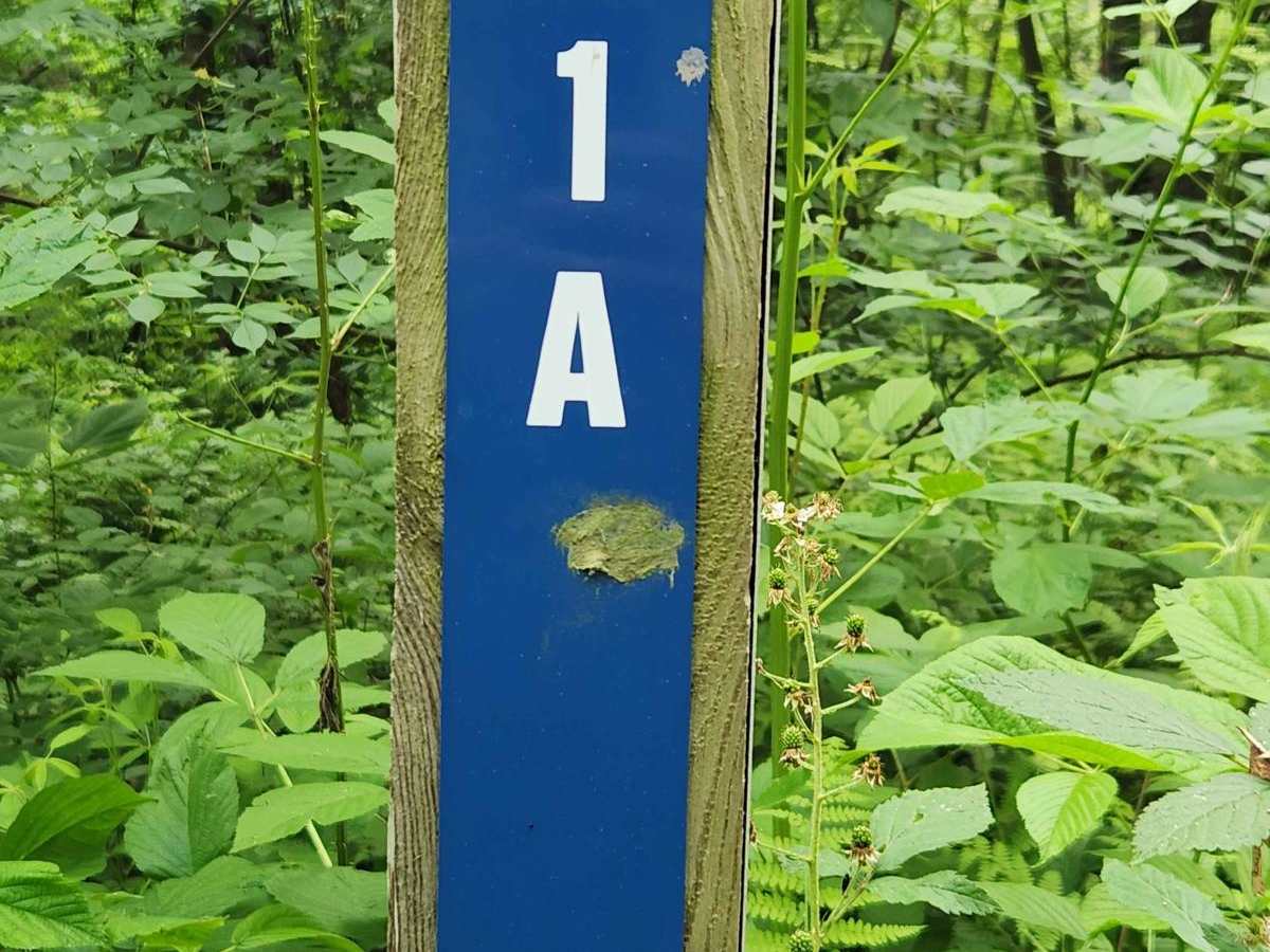 Trail 1A - Rock Run Recreation Area trail photo