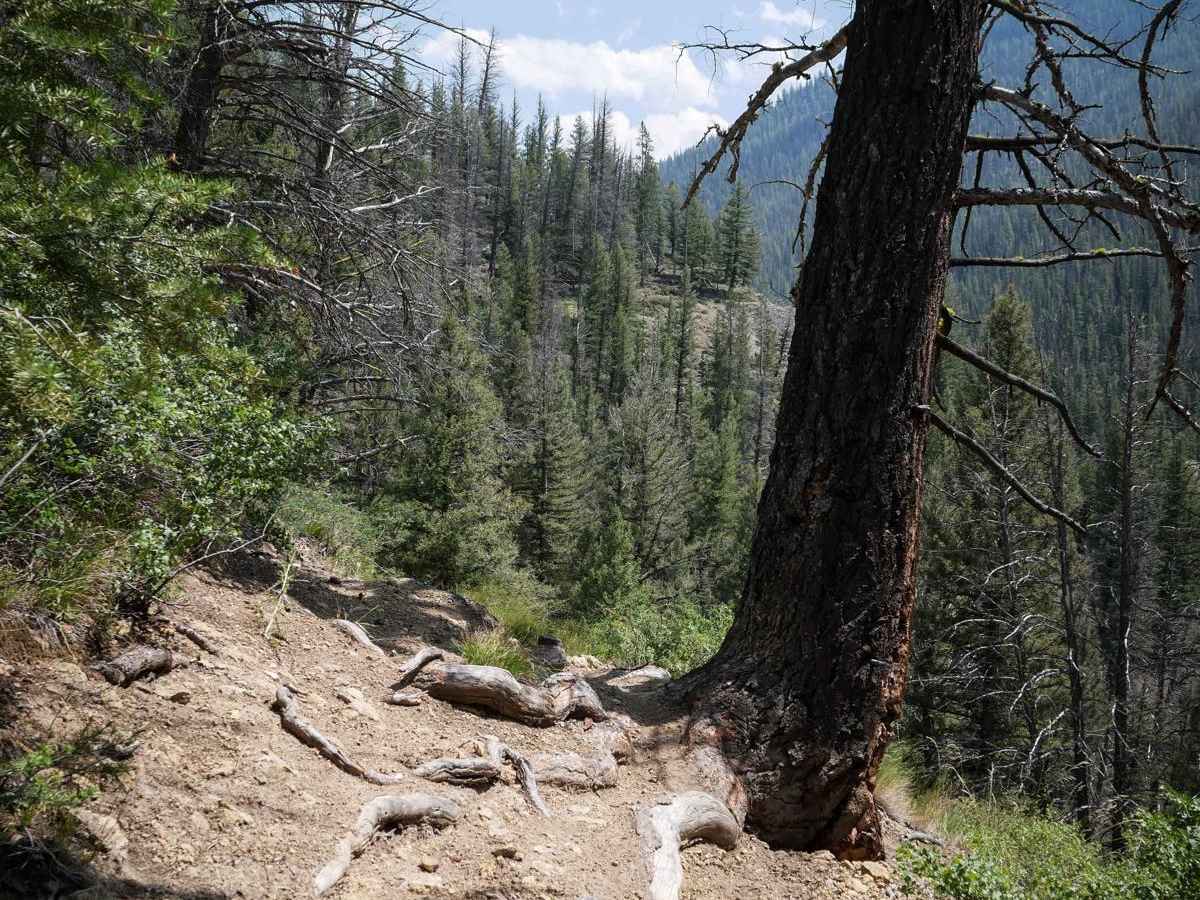 Five Mile Creek trail photo