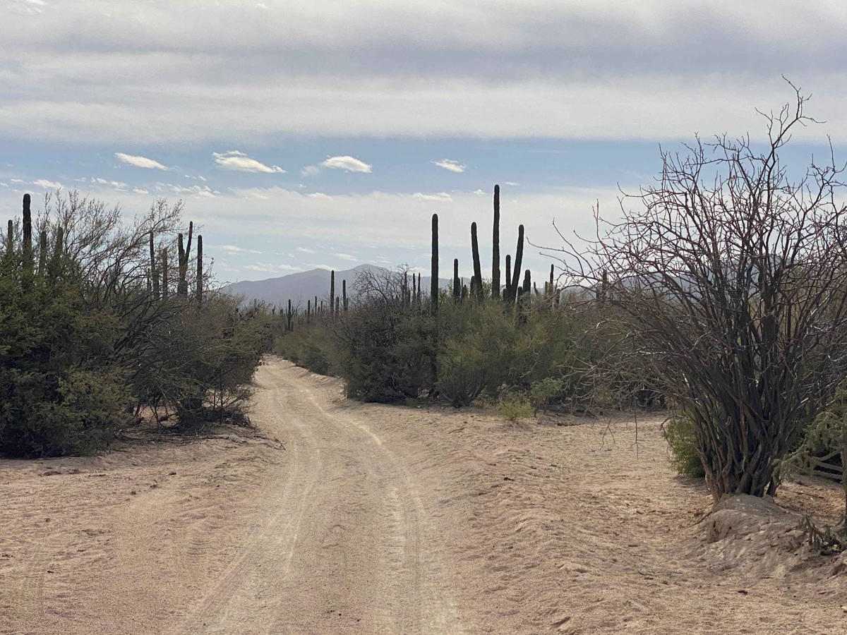 South of Los Planes photo 6