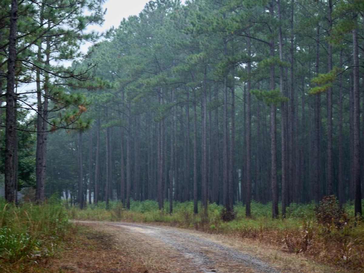 Bonneau Ferry WMA - Nimitz Road photo 2