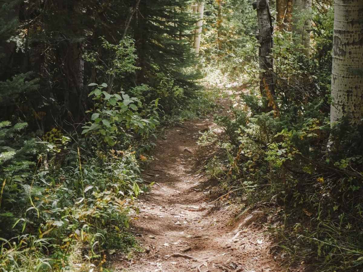 North Fork Cattle Creek Trail photo 6