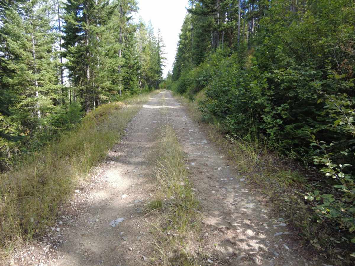 Tamarack Creek - FS 284 photo 6