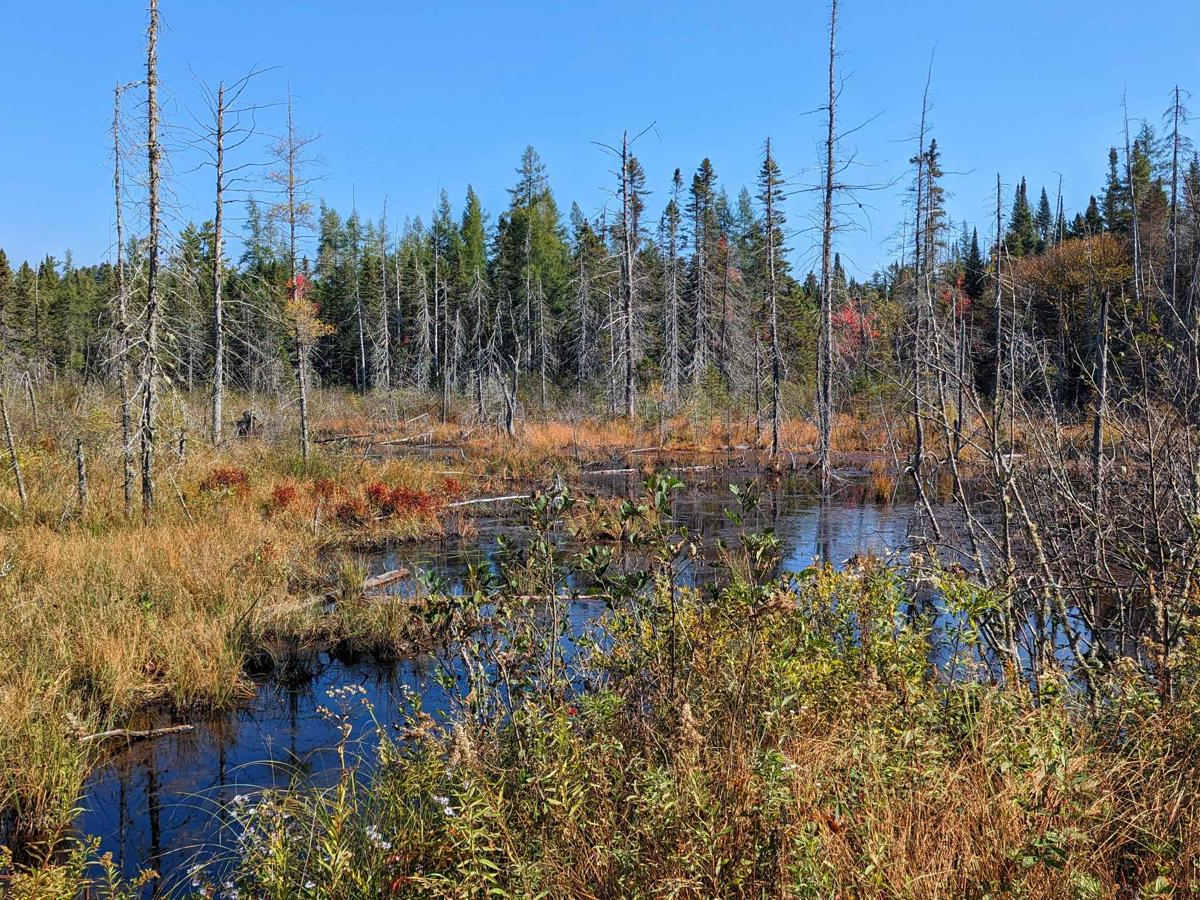 Limekiln Lake Trail photo 3