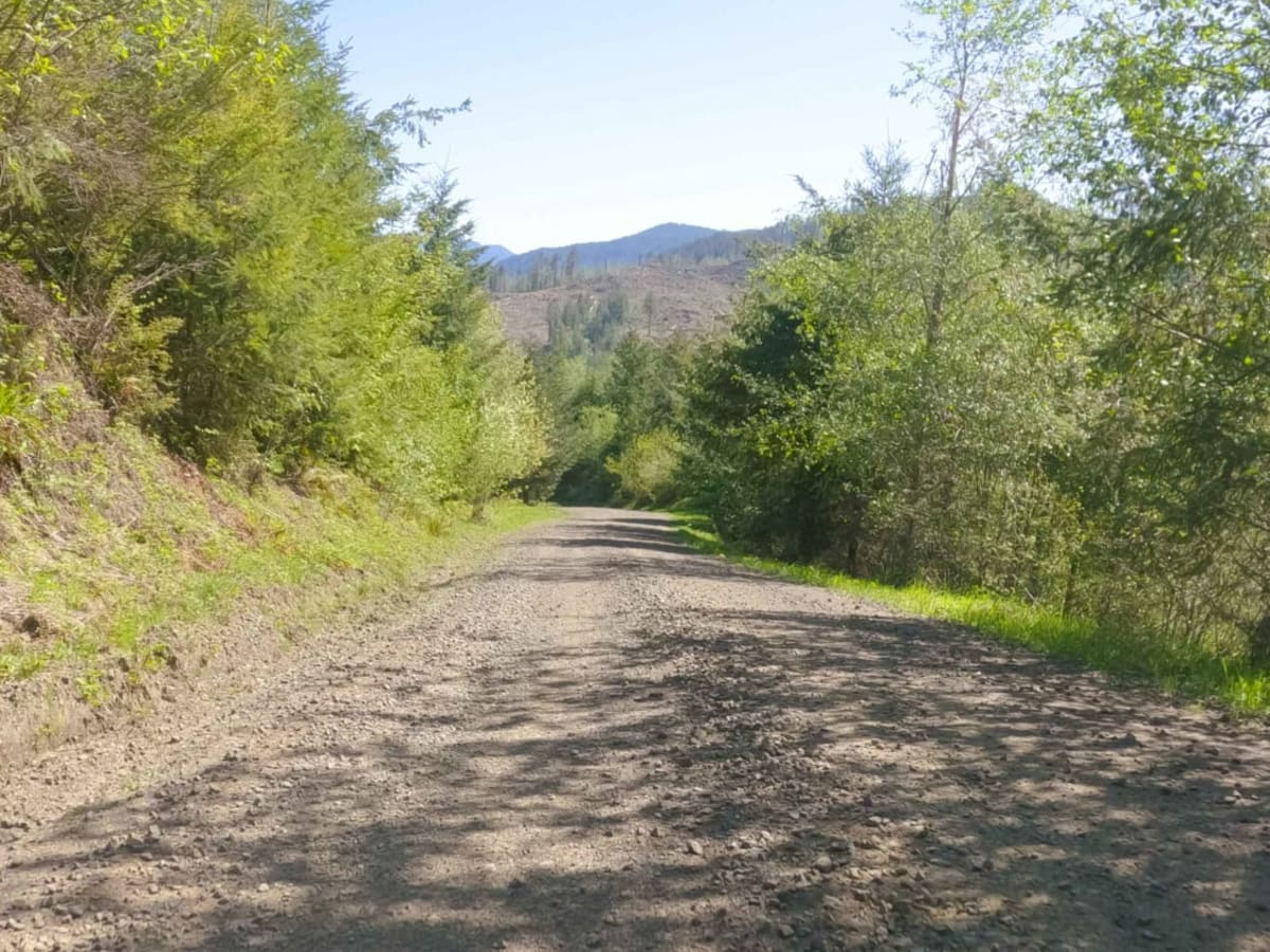 Cedar Butte Road photo 6