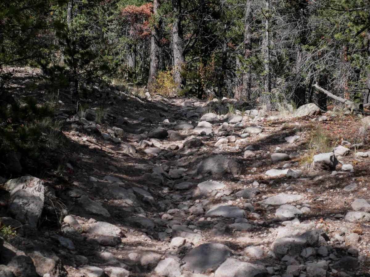West Bear 932 photo 2