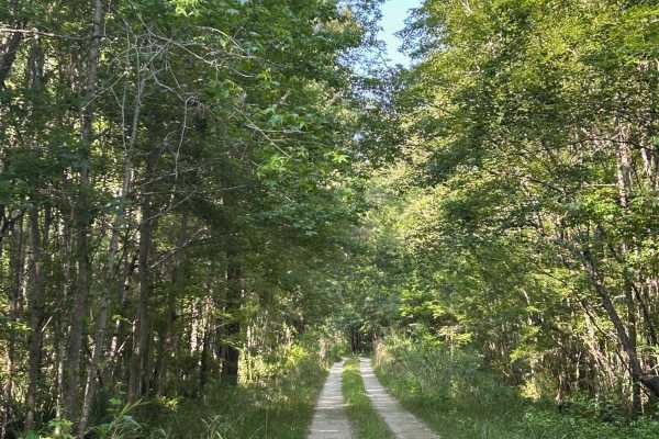 Wythewood Rd - FSR 238