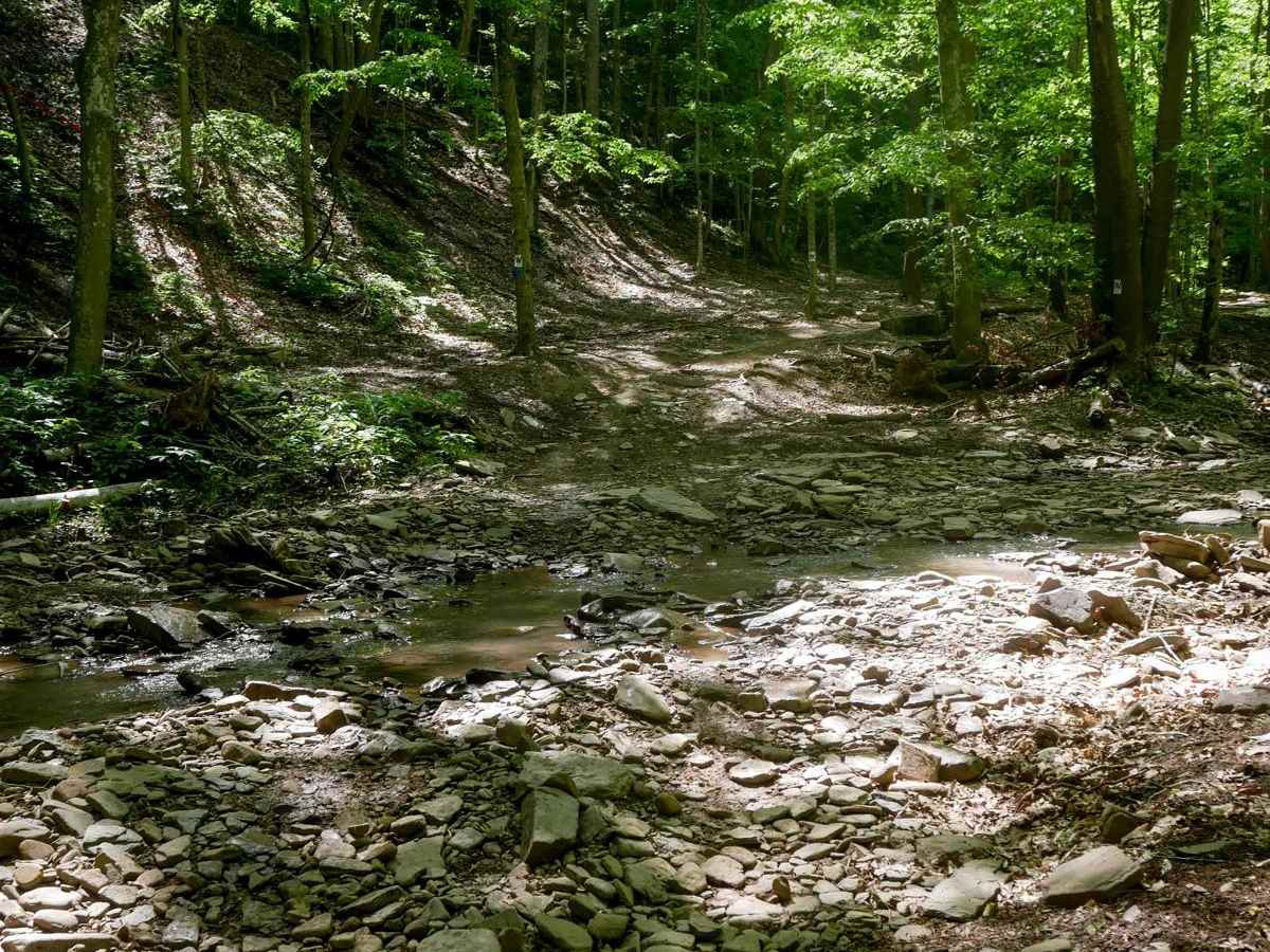 Trail 23 Sawmill Run trail photo