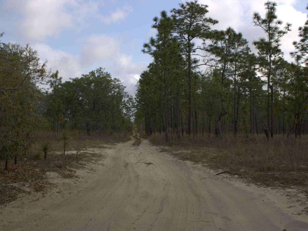 Citrus Wildlife Management | Trail 5 photo 2