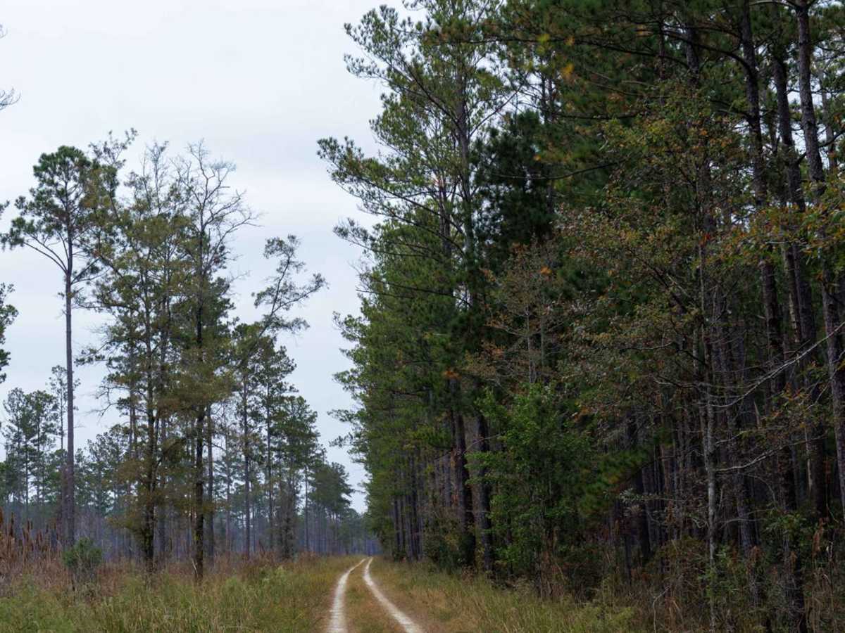 Lotti Road - FSR251H photo 2