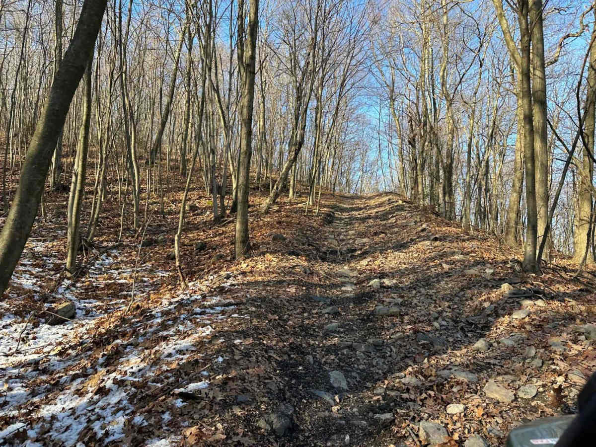 Locust Gap 6 photo 4