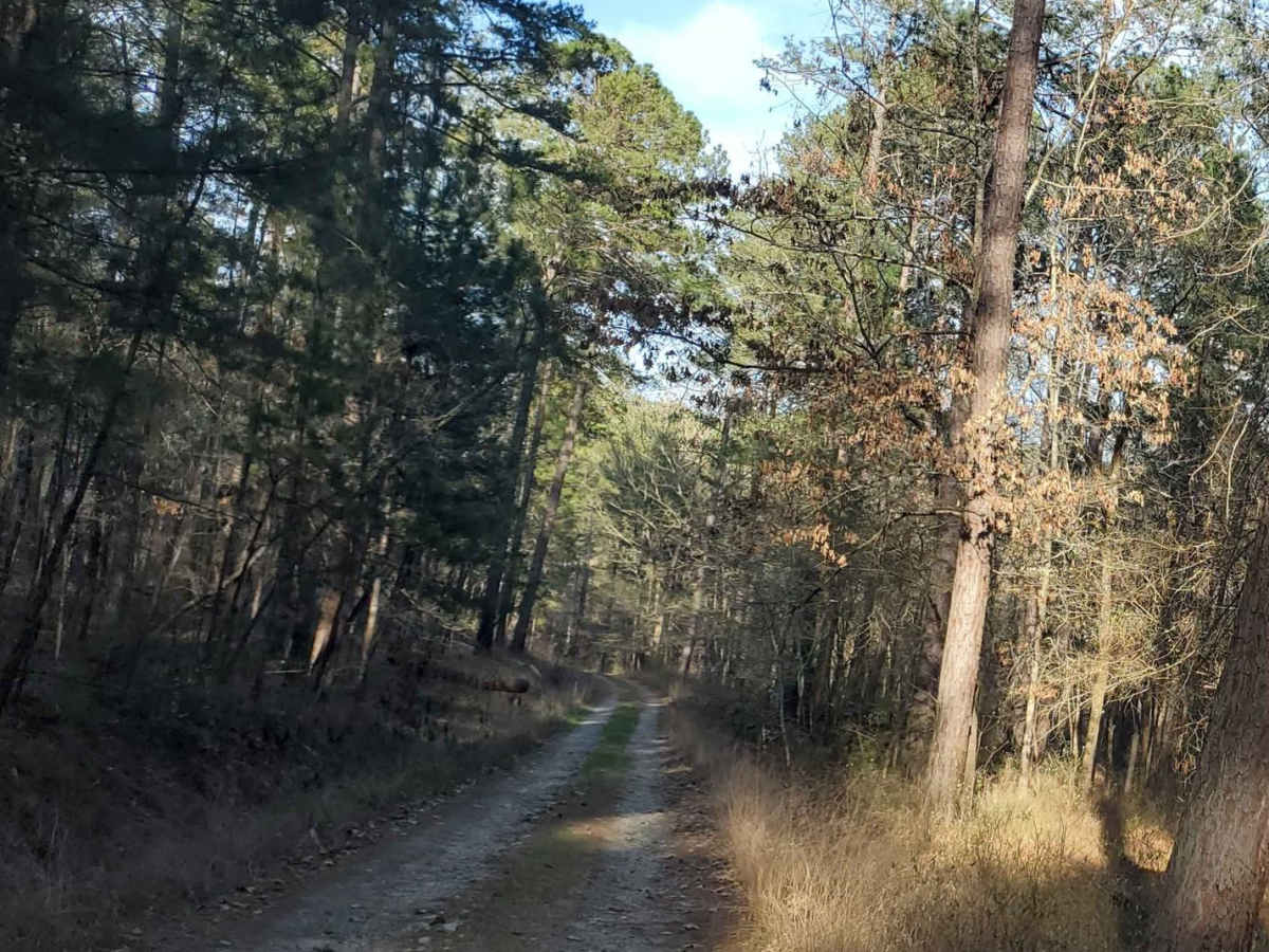 Stevens Creek (632) photo 5