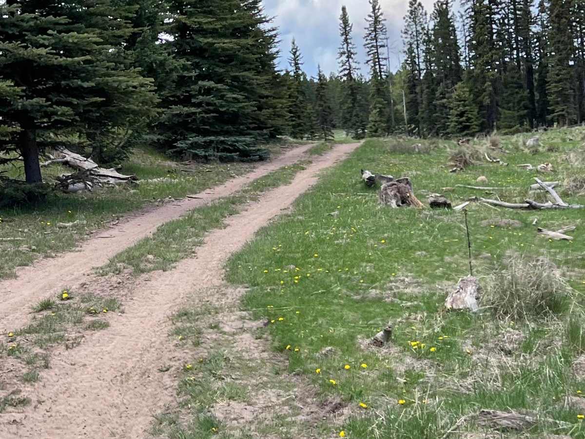 FR 315B Elk Meadows photo 6