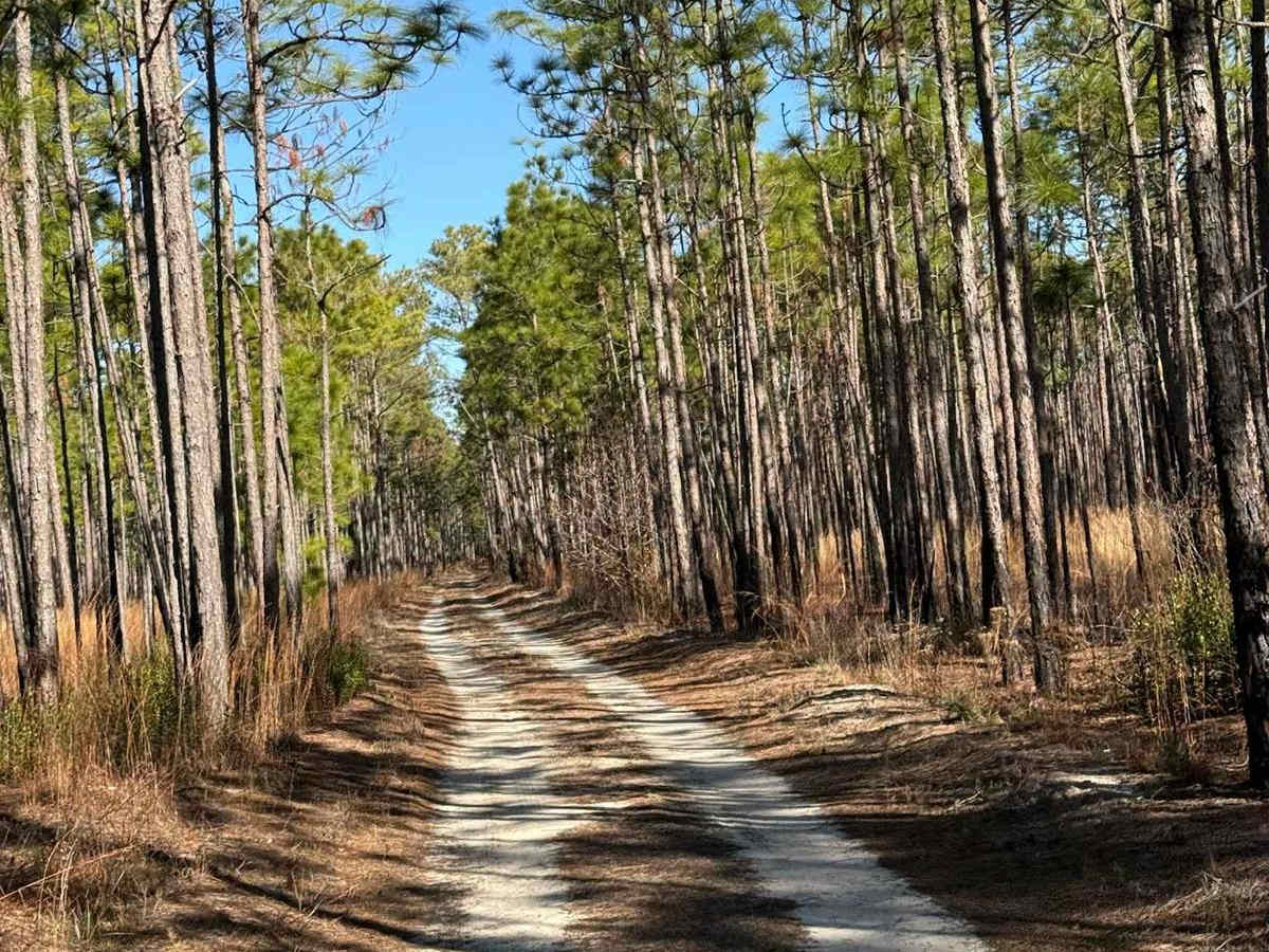 Pettiford Creek Main Trail photo 2