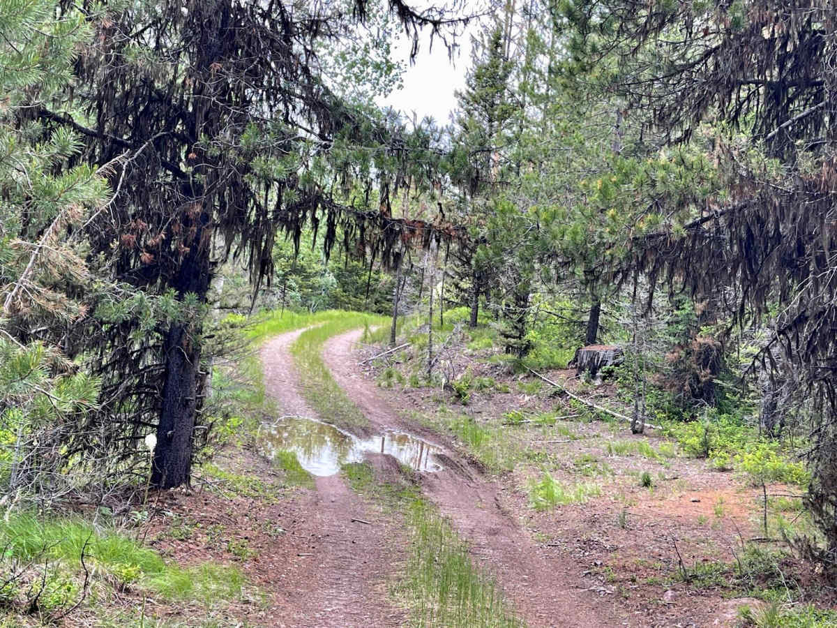 McCabe Loop(Red Hills) photo 3