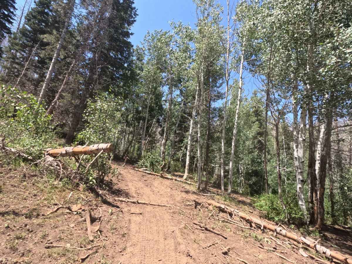 Sheepherder Hill - FS 8099 photo 5