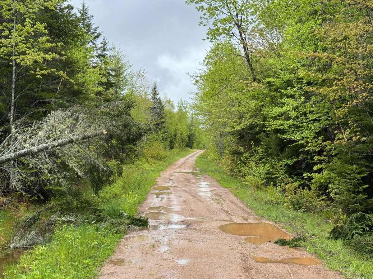 Sweet Road trail photo