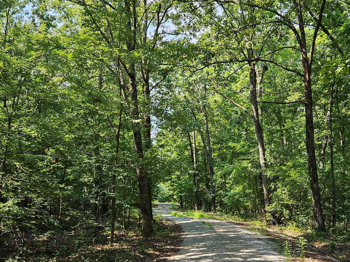 Wolf Mountain - FSR 3213 photo 3