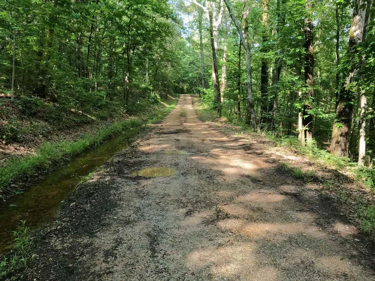 Turkey Creek Cemetery Road - FS 413 photo 4