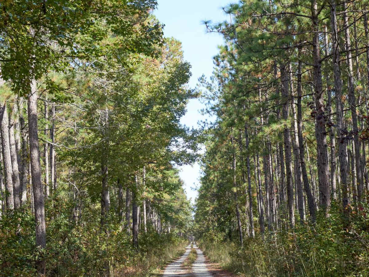 Coordesville - FSR 130 trail photo