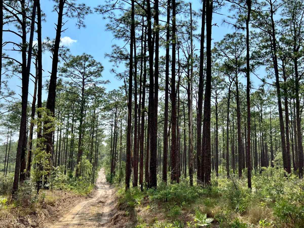 Citrus Wildlife Management | Trail 2 photo 4