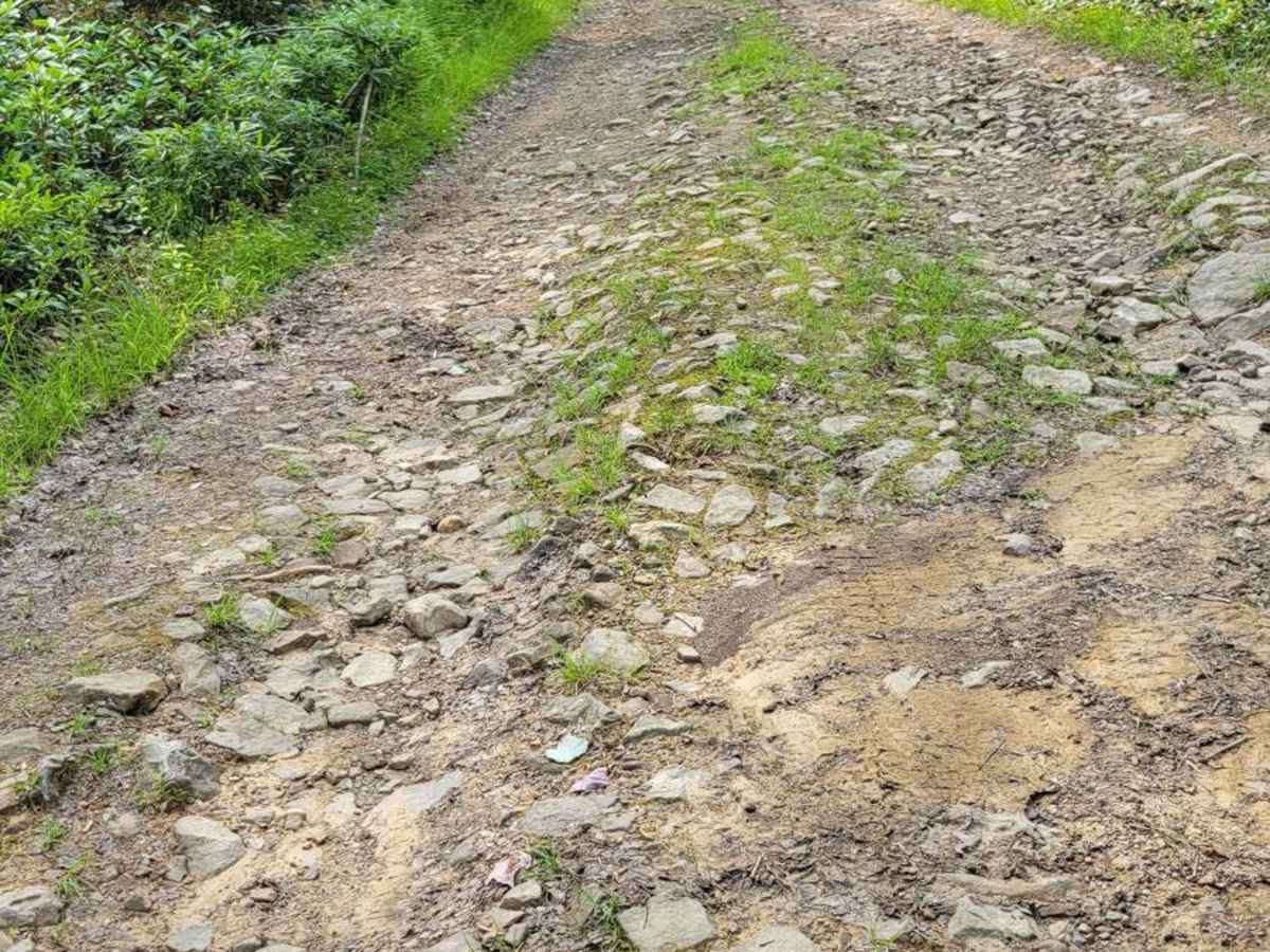Flat Hollow trail photo