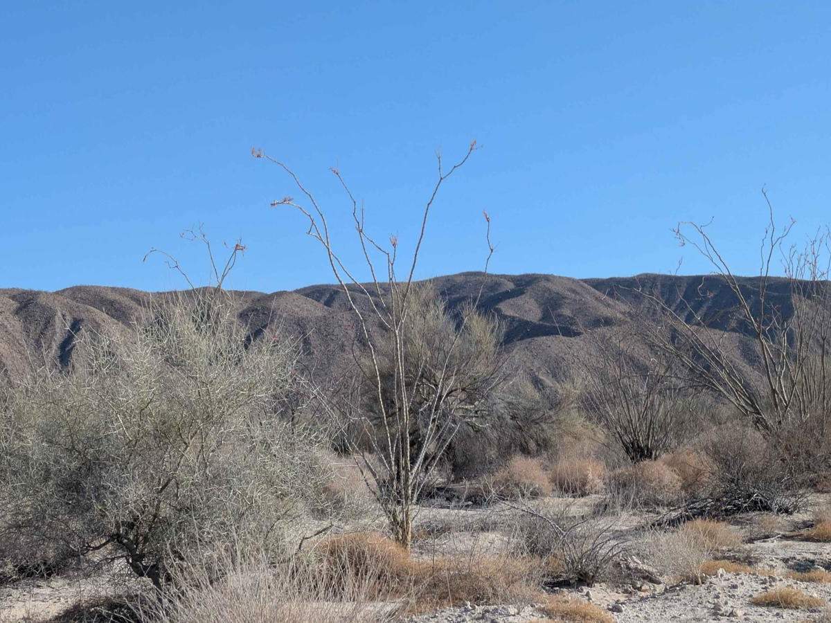 Desert Rise photo 3