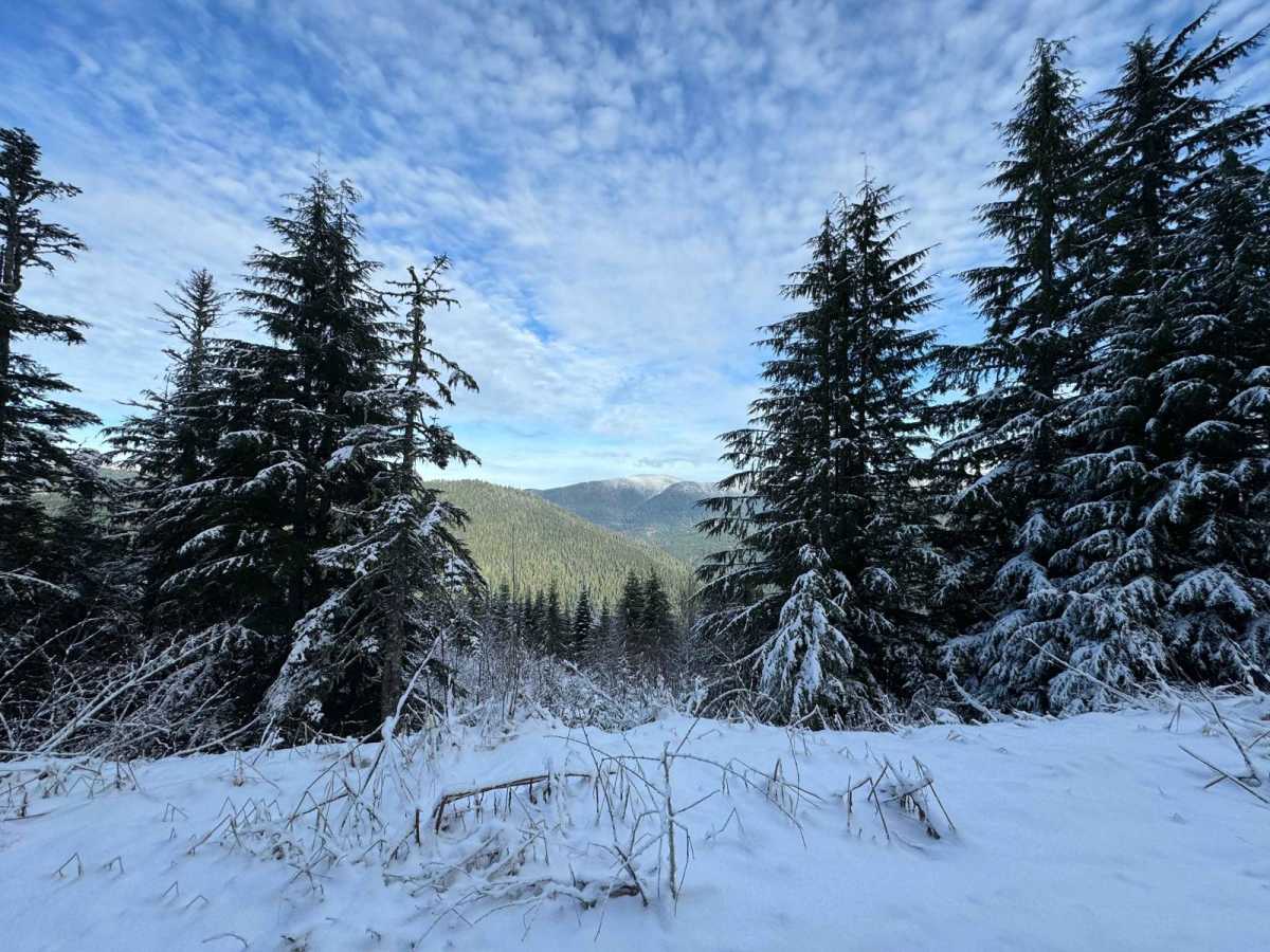 Green Mountain Road/NF-011 photo 6