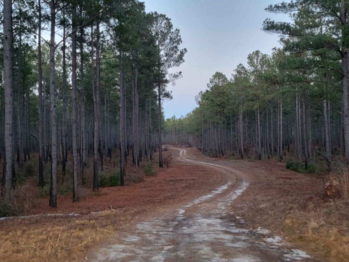 Chowan Game Lands - Bear Spotter photo 4