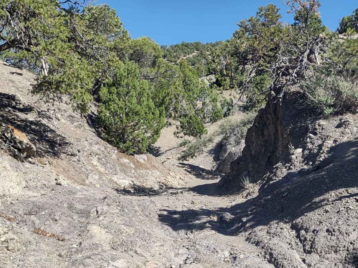 Fallen Tree Gulch (FS#40634) photo 6